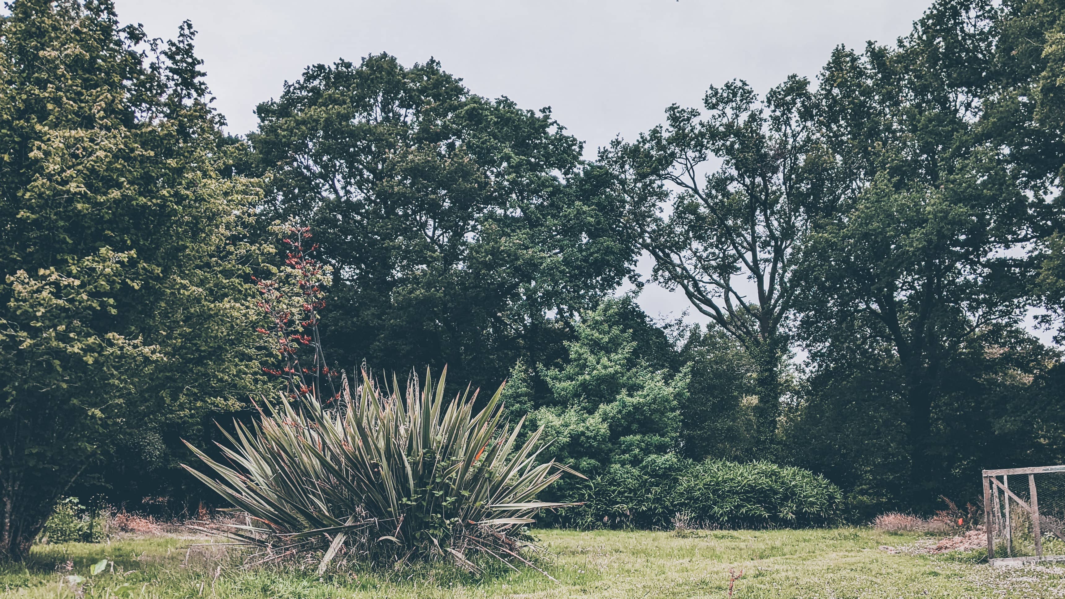La vue depuis le studio d'Arnaud Kervarec : Un jardin verdoyant avec de vieux chênes en arrière plan